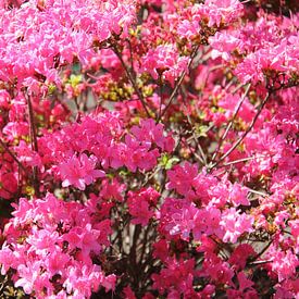 Azalea ook wel rhododendrons genoemd . van Jose Lok