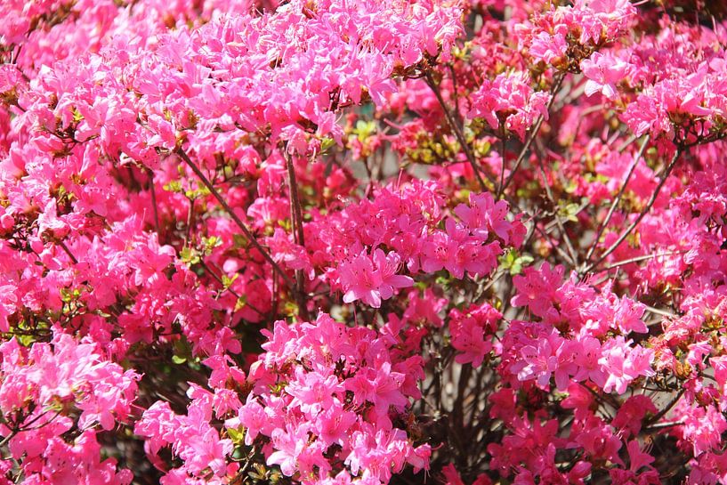 Azalee auch Rhododendron genannt. von Jose Lok