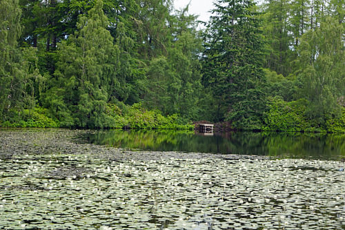 Waterlelievijver bij Plodda Falls.