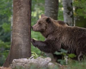 Europäischer Braunbär sucht nach Duftspuren