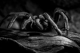 tarantula Theraphosidae by Raymond Engelen