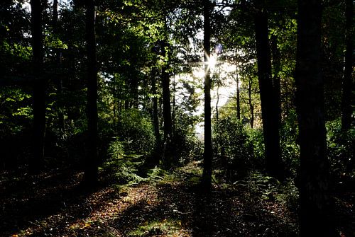 Kaapse Bossen #3