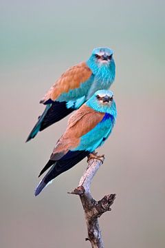 Scharrelaar, Coracias garrulus van AGAMI Photo Agency