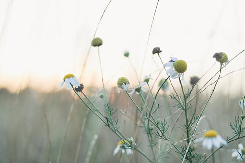 wild meadow