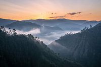 Bwindi National Park, Uganda