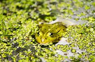 Frosch im Teich von Arnoud Kunst Miniaturansicht