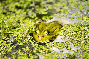 Frosch im Teich