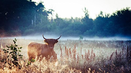 Schotse Hooglander in de mist