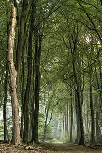 De dode boom in het Speulderbos van Jos Erkamp