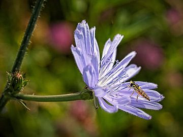 Hoverfly sur Rob Boon