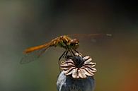 Libelle op papaverzaaddoos  van Wim Bodewes thumbnail