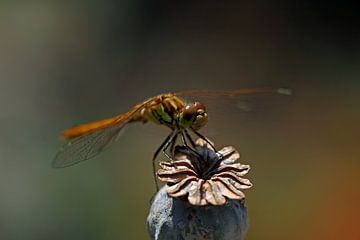 Libelle op papaverzaaddoos 