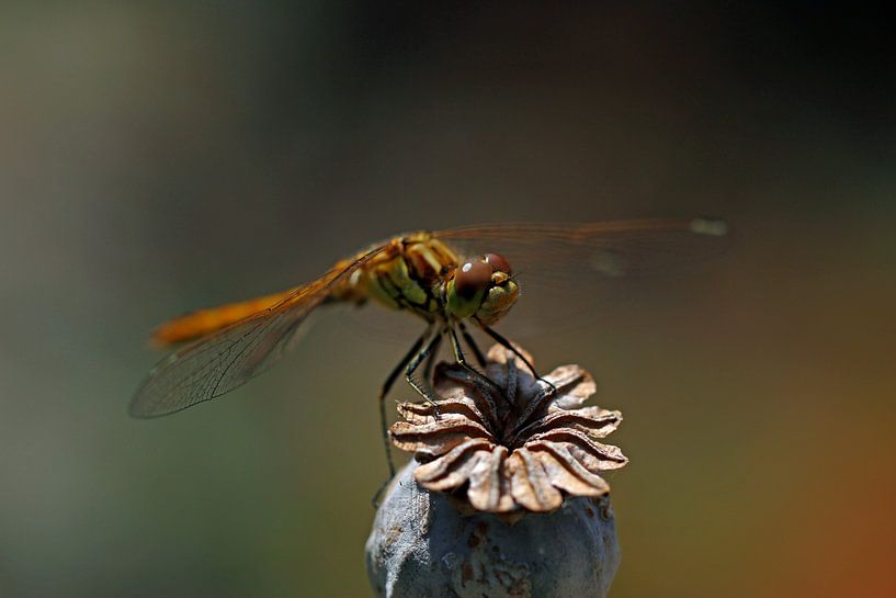 Libelle op papaverzaaddoos  van Wim Bodewes