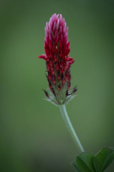 Silent fire by Studio Liefkoos