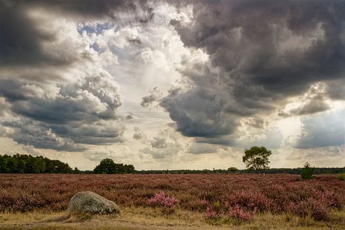Westerheide bij naderend onheil