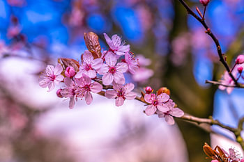 Les fleurs en fleurs, c'est ce qui te rend heureux.
