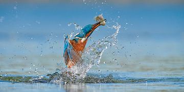 IJsvogel - In een flits