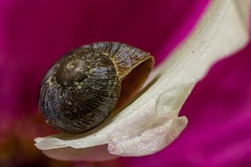 Snail on a lily. by Erik de Rijk