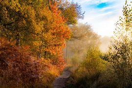 Herbst in Oisterwijk