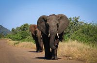 Olifant