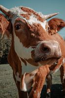 Cow portrait in Austria