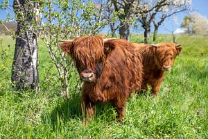 Junge schottische Hochland-Rinder