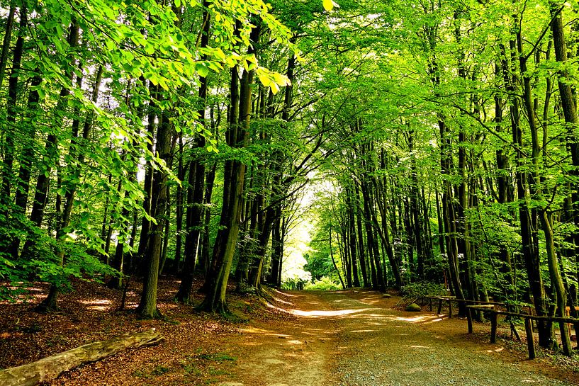 Frühlingswald von Ostsee Bilder