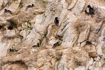 Aalschovers op een rots in het Beaglekanaal van Bianca Fortuin
