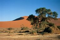 Sossusvlei by Richard Wareham thumbnail