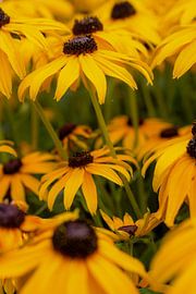 Fleurs jaunes sur Reiselief photography