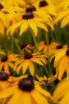 Yellow flowers by Reiselief photography
