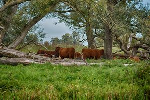 Troupeau de Highlanders écossais dans le Biesbosch.