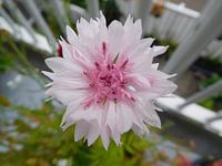 Korenbloem
