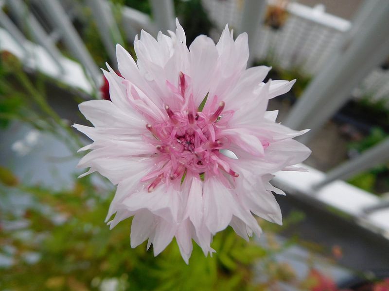 Korenbloem by Monique Bas