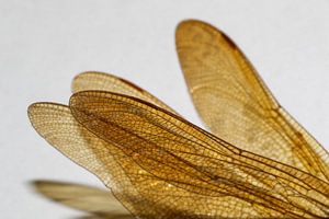 Ailes de libellule (Verrier brun)