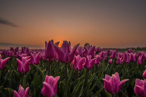 Zonsopkomst tussen de tulpen.