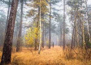 La forêt d'Ulvenhout en automne sur Peter Smeekens