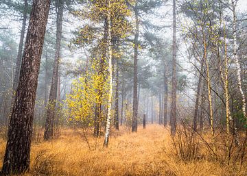 Ulvenhouts bos in herfst van Peter Smeekens