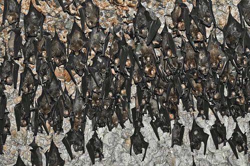 Many bats hang. Bats in the cave Nepal, Pokhara: Bats on the ceiling of the bat cave in the vicinity