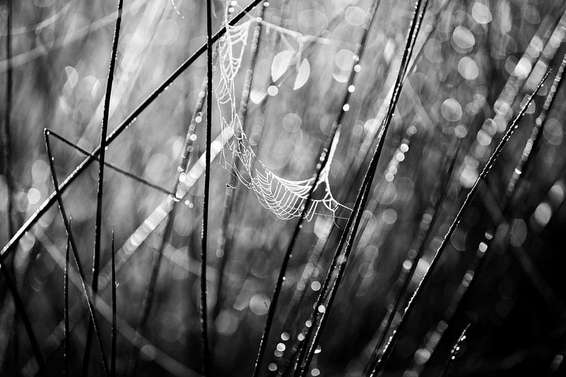 Natuur abstract van Arjan Boer