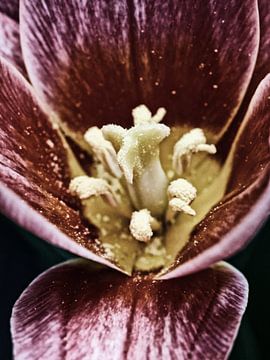 Tulip - heel dichtbij van Katrin May