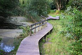Un pont en bois dans la forêt de Haarlemmermeer (Hoofddorp) sur JGL Market