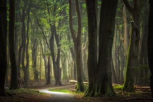 Fietspad door het bos van Jeroen Lagerwerf