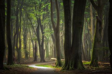 Cycle path through the forest by Jeroen Lagerwerf