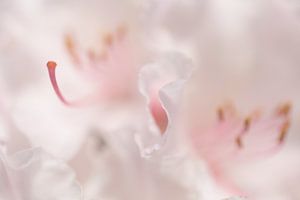 Helmknoppen, helmdraden en meeldraden van bloemen