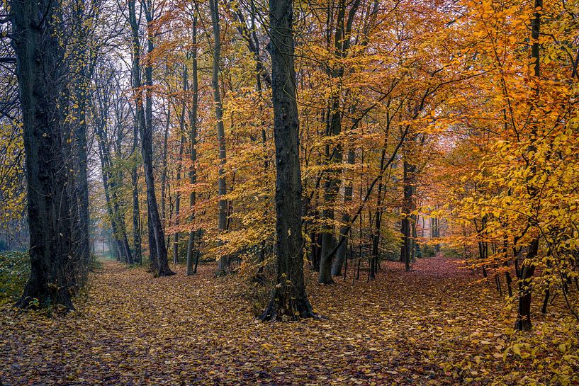links oder rechts abbiegen im Herbstwald von peterheinspictures