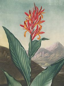 Indianer Schilf, Robert John Thornton