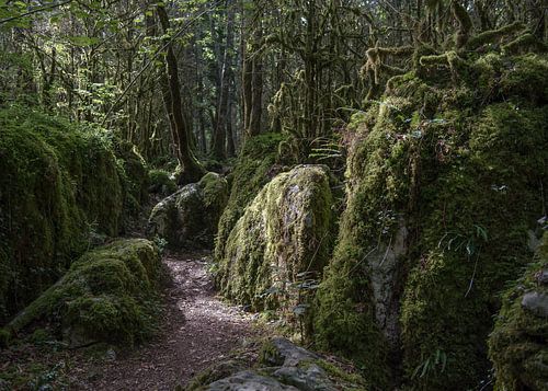 Sentier du Labyrinthe Vert