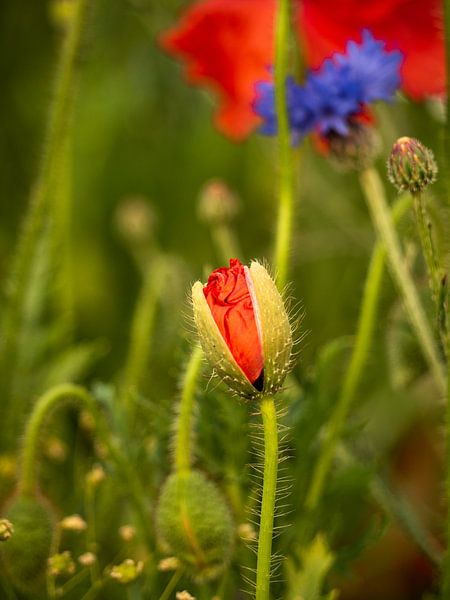 Budding by Rien de Hoop
