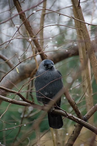 The Crow von Deveron Clarijs